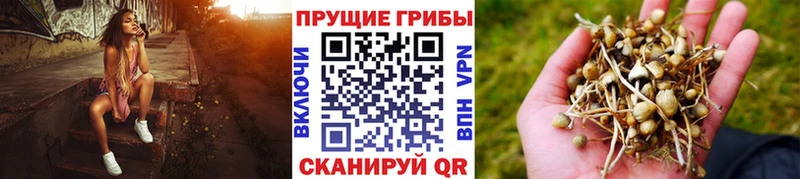 Галлюциногенные грибы Psilocybine cubensis  купить наркоту  Снежногорск 